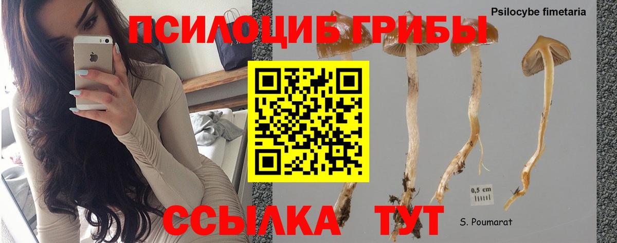 Псилоцибиновые грибы прущие грибы Дятьково
